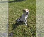 Small Photo #3 Aussiedor Puppy For Sale in SHERBURNE, NY, USA