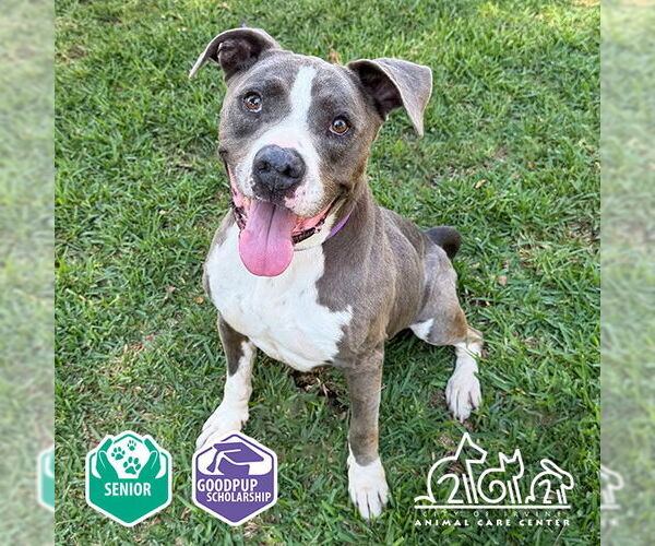 Medium Photo #3 American Pit Bull Terrier Puppy For Sale in Irvine, CA, USA