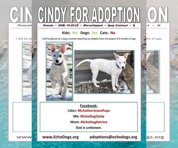 Medium Photo #4 Unknown-white german shepherd Mix Puppy For Sale in Hoffman Estates, IL, USA