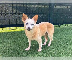 Chihuahua Dogs for adoption in Orange, CA, USA