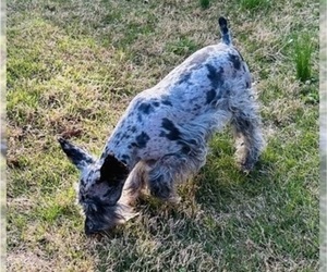 Schnauzer (Miniature) Puppy for sale in JEFFERSON, GA, USA