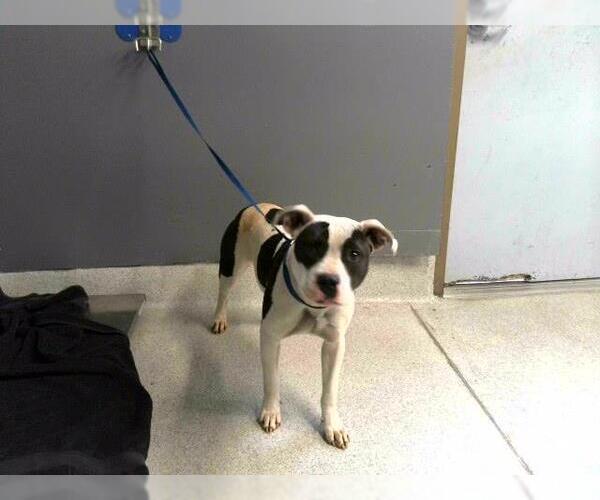 Medium Photo #1 Staffordshire Bull Terrier-Unknown Mix Puppy For Sale in Tallahassee, FL, USA