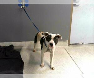 Staffordshire Bull Terrier-Unknown Mix Dogs for adoption in Tallahassee, FL, USA