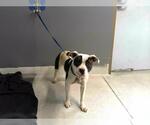 Small Staffordshire Bull Terrier Mix
