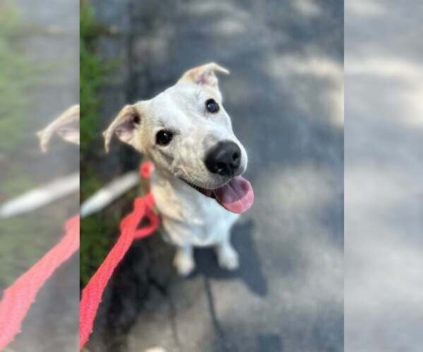 Medium Photo #5 Golden Labrador Puppy For Sale in garner, NC, USA