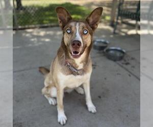 Siberian Husky Dogs for adoption in Modesto, CA, USA
