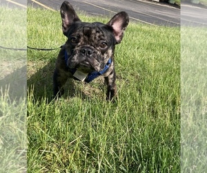French Bulldog Puppy for sale in CHICAGO, IL, USA