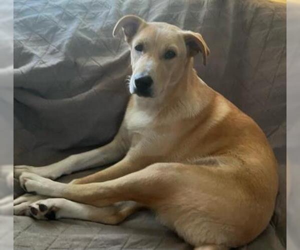 Medium Photo #2 Labrador Retriever-Unknown Mix Puppy For Sale in San Antonio, TX, USA