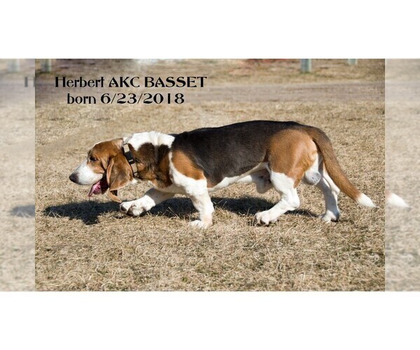 Medium Photo #2 Basset Hound Puppy For Sale in CLARE, MI, USA