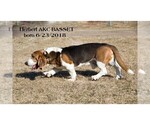 Small Photo #2 Basset Hound Puppy For Sale in CLARE, MI, USA