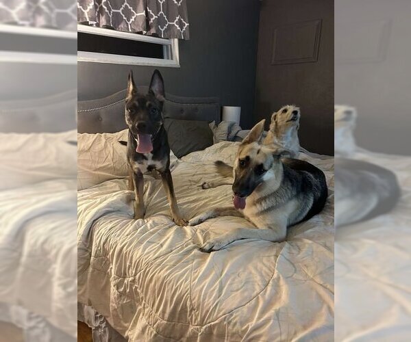 Medium Photo #3 German Shepherd Dog-Unknown Mix Puppy For Sale in Saegertown , PA, USA