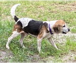 Small #8 Beagle