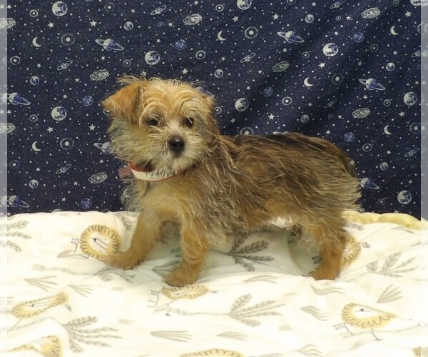 Medium Photo #16 Morkie Puppy For Sale in PATERSON, NJ, USA