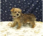 Small Photo #16 Morkie Puppy For Sale in PATERSON, NJ, USA