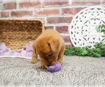 Small Photo #3 Labrador Retriever Puppy For Sale in SYRACUSE, IN, USA