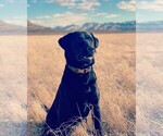 Small #1 Labrador Retriever