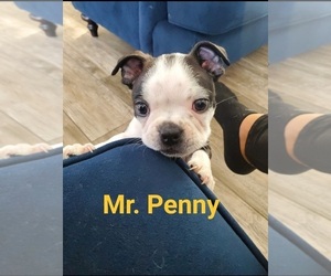 Boston Terrier Puppy for sale in LAKEWOOD, CA, USA