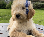Puppy Lucy Goldendoodle