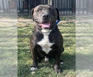 Mutt Dogs for adoption in Riverside, CA, USA