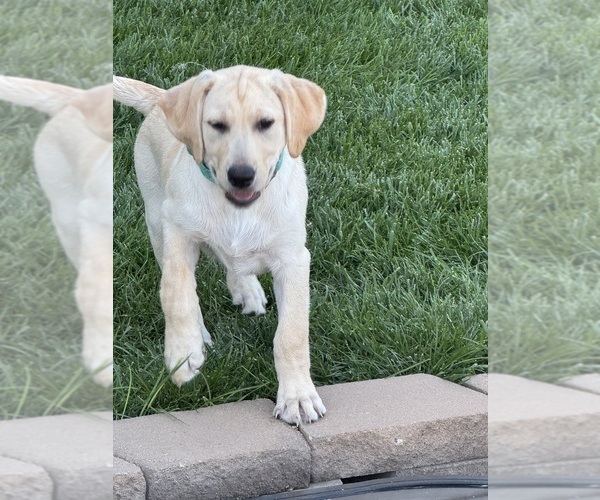 Medium Photo #3 Labrador Retriever Puppy For Sale in CARTER LAKE, IA, USA