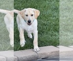 Small #2 Labrador Retriever