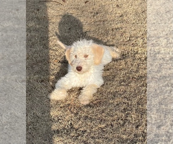 Medium Photo #3 Labradoodle Puppy For Sale in KINGSTON, GA, USA
