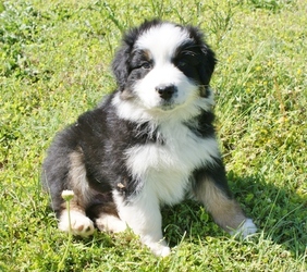 View Ad Australian Shepherd Puppy For Sale Near Alabama Tuscaloosa Usa Adn 74525