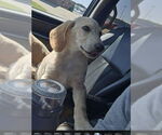 Small #4 Labrador Retriever Mix