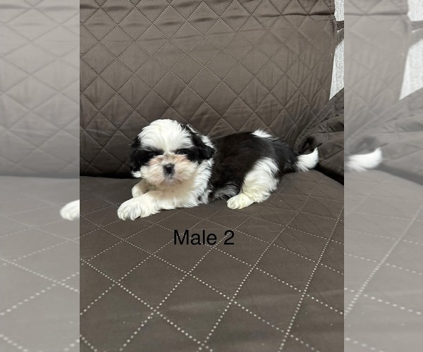 Medium Photo #2 Shih Tzu Puppy For Sale in CRITTENDEN, KY, USA