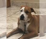 Small American Staffordshire Terrier