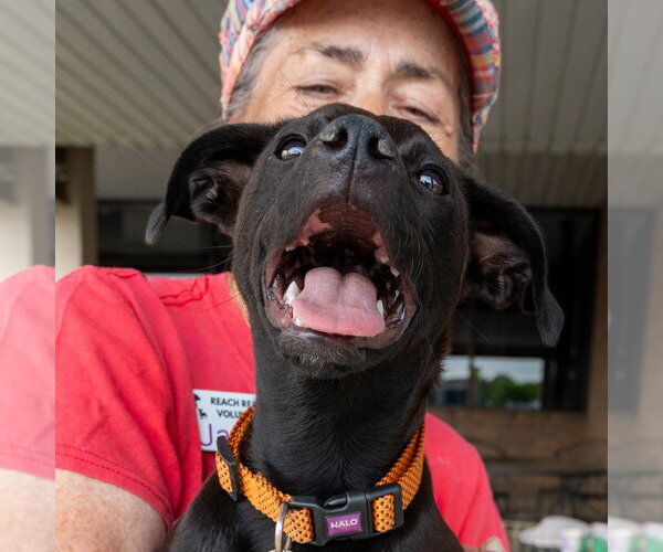 Medium Photo #3 Mutt Puppy For Sale in Mundelein, IL, USA