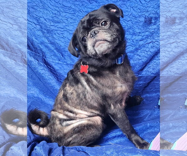Medium Photo #2 Pug Puppy For Sale in Cuba, NY, USA