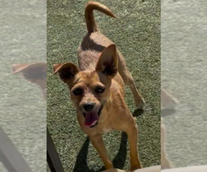 Chihuahua-Unknown Mix Dogs for adoption in Cranston, RI, USA