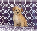Small Photo #5 Poodle (Miniature)-Shorkie Tzu Mix Puppy For Sale in LAKELAND, FL, USA