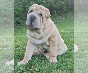 Chinese Shar-Pei Puppy for sale in BALTIMORE, MD, USA