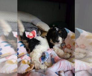 Poodle (Standard) Puppy for sale in SPARTANBURG, SC, USA