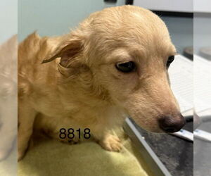 Maltipom Dogs for adoption in Chico, CA, USA