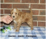 Small #3 Cavapoo (Miniature)