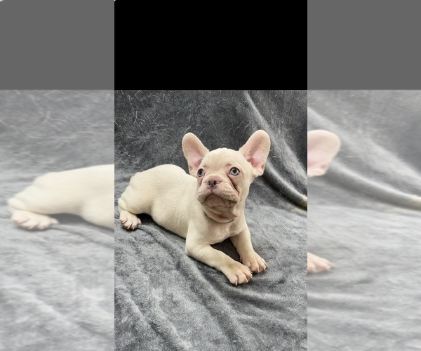 Medium Photo #2 French Bulldog Puppy For Sale in COLUMBUS, GA, USA