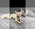 Small #1 French Bulldog