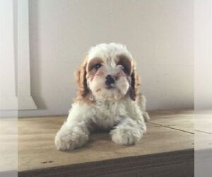 Cavapoo Puppy for sale in NARVON, PA, USA