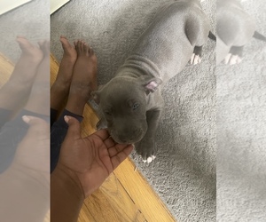 American Bully Puppy for sale in FLOSSMOOR, IL, USA