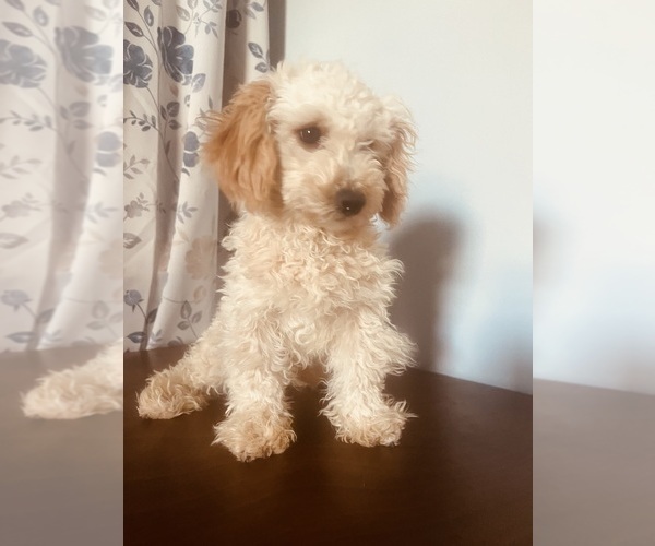 Medium Photo #5 Poodle (Miniature) Puppy For Sale in DURHAM, CT, USA