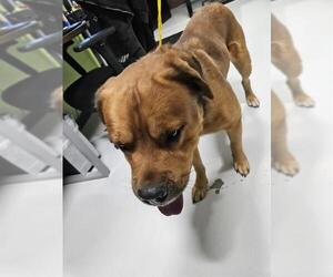 Rhodesian Ridgeback-Unknown Mix Dogs for adoption in Temple, TX, USA