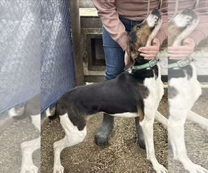 Lincoln - Male Treeing Walker Coonhound Dog for Adoption - Photo #2