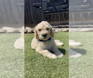 Poodle (Standard) Puppy for sale in EXETER, CA, USA