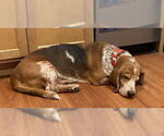 Small #1 Basset Hound