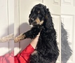 Puppy Boots Bernedoodle-Labradoodle Mix