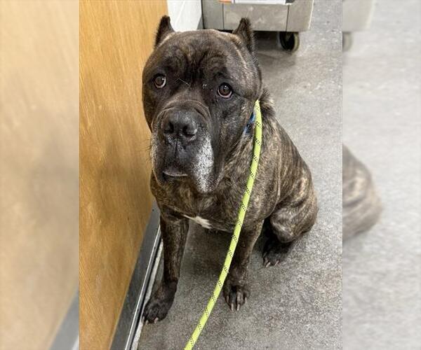 Medium Photo #1 Mastiff Puppy For Sale in Forestville, MD, USA