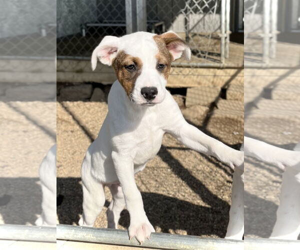 Medium Photo #1 Mutt Puppy For Sale in Estherville, IA, USA